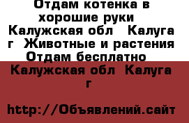 Отдам котенка в хорошие руки - Калужская обл., Калуга г. Животные и растения » Отдам бесплатно   . Калужская обл.,Калуга г.